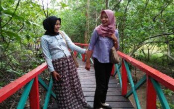 Tracking Mangrove Bengkulu, wisata hits di penghujung tahun 2018